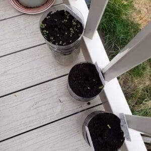 Go Wild in the Garden photo (2)